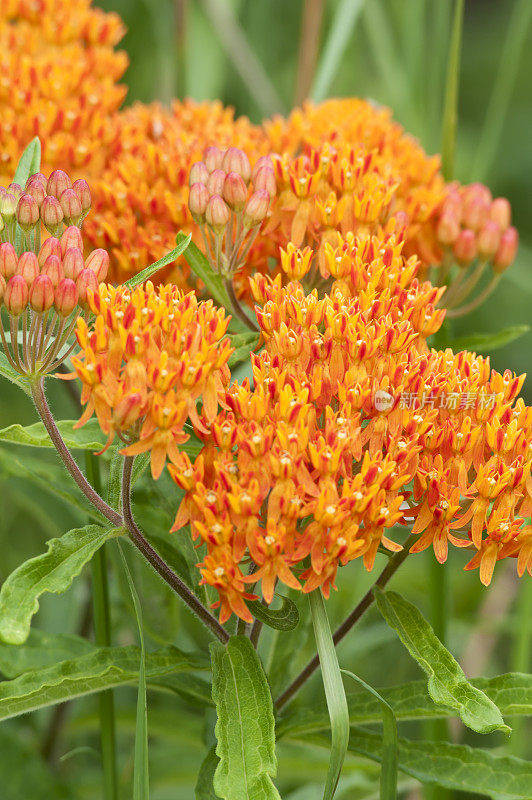 蝴蝶草(Asclepias tuberosa)